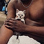 man, kitten, cat, shirtless, holding, blanket, couch, indoor, chain_necklace, furniture, pet, closeup, comfort, resting, domestic_animal, cute, young_cat, human_hand, relaxation, affection