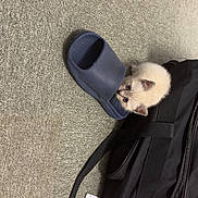 Bouboule participe au concours pour gagner de l'argent avec cette photo : kitten, cat, blue_slipper, carpet, black_bag, water_bottle, floor, indoor, pet, cute, small, curious, fur, whiskers, animal, playful, domestic, mammal, young, resting