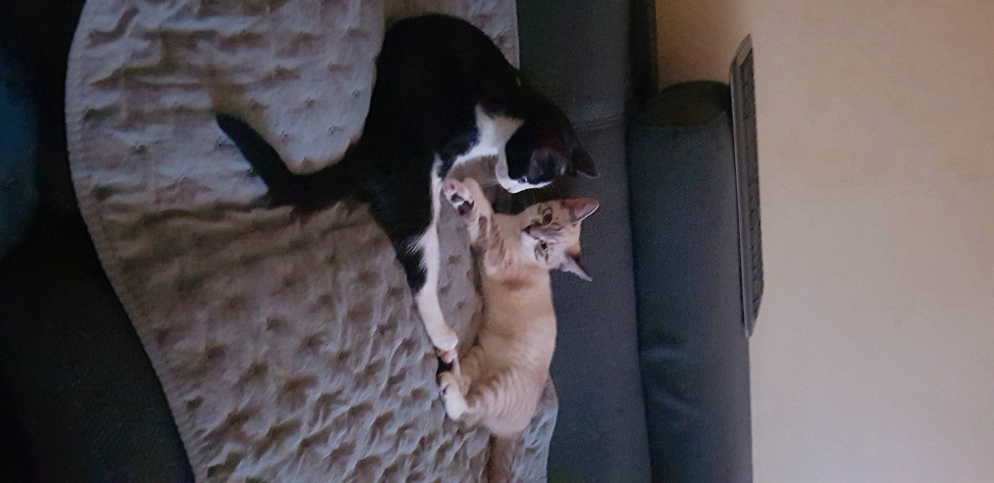 Reyna Et Raka a rejoint le concours — aidez-le/la à gagner de superbes lots ! canidae, carnivore, cat, dog_breed, felidae, kitten, mammal, small_to_medium_sized_cats, whiskers