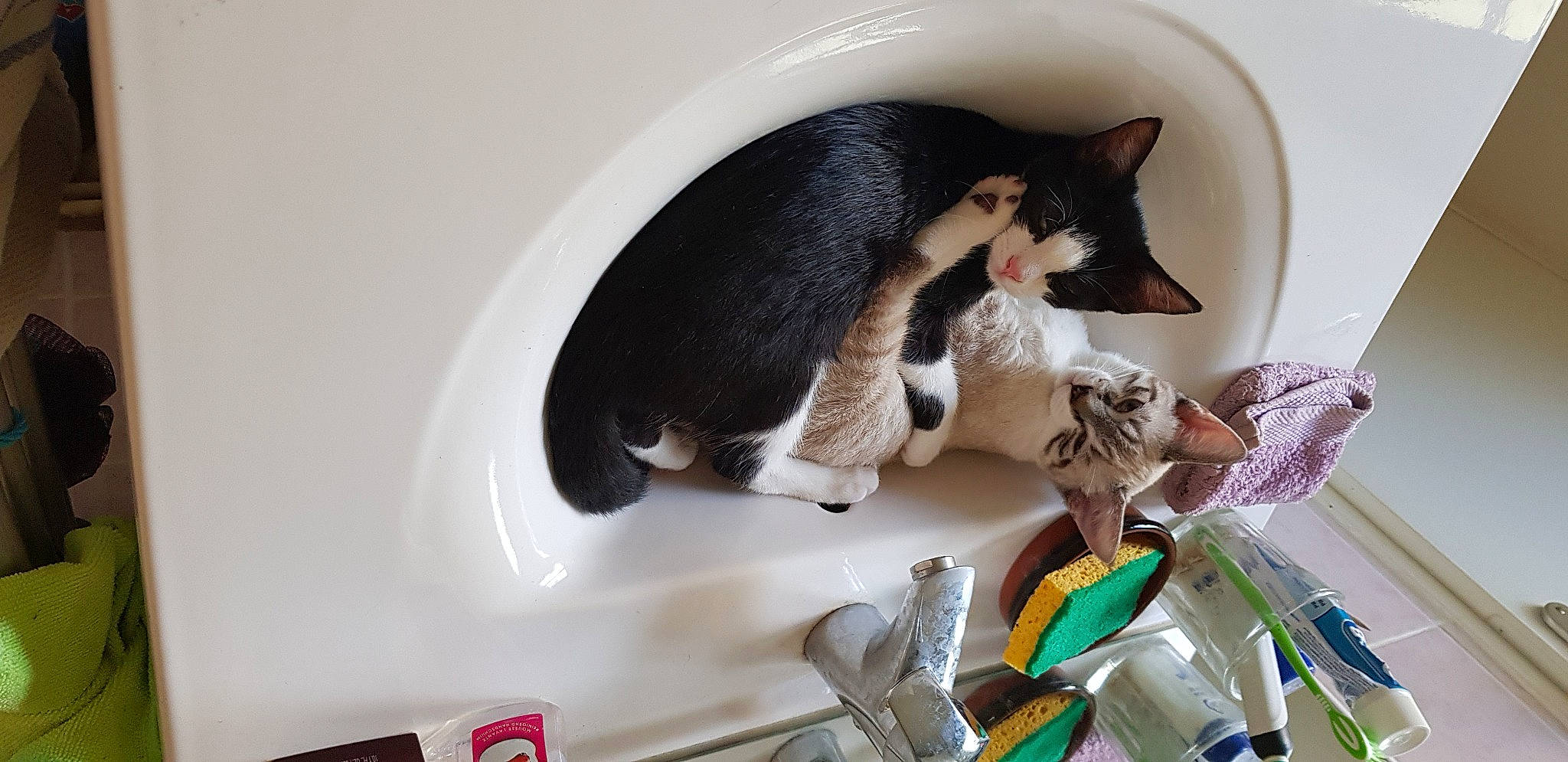 Reyna Et Raka a rejoint le concours — aidez-le/la à gagner de superbes lots ! carnivore, cat, domestic_short_haired_cat, felidae, kitten, paw, play, small_to_medium_sized_cats, tail, whiskers