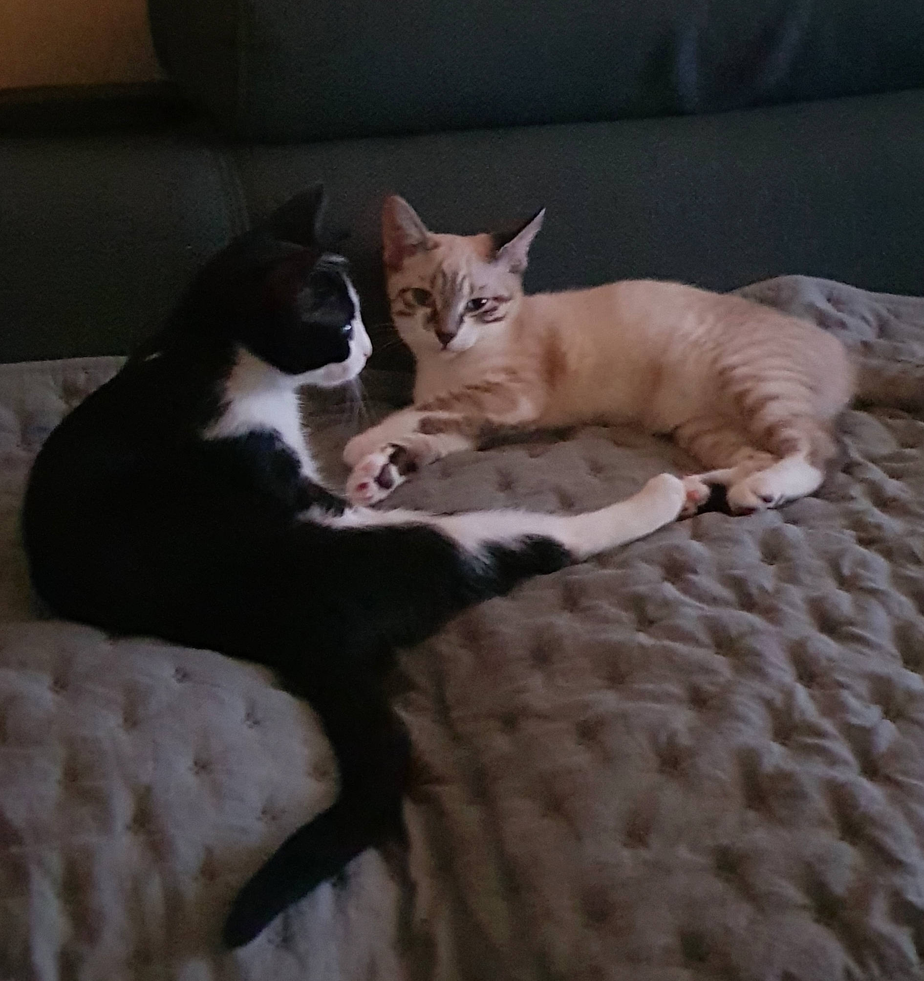 Reyna Et Raka participe au concours pour gagner de l'argent avec cette photo : asian, canidae, carnivore, cat, european_shorthair, fawn, felidae, kitten, mammal, small_to_medium_sized_cats, tail, whiskers