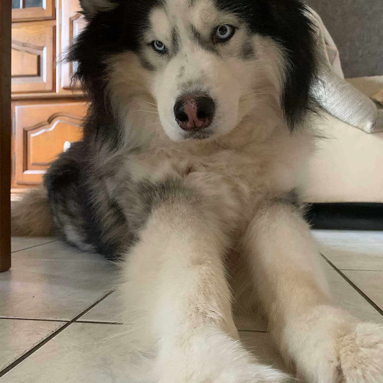 Lucky a rejoint le concours — aidez-le/la à gagner de superbes lots ! animal, blue_eyes, canine, close_up, couch, dog, floor, fluffy, fur, furniture, house, husky, indoor, laying_down, long_fur, paws, pet, portrait, relaxed, tile