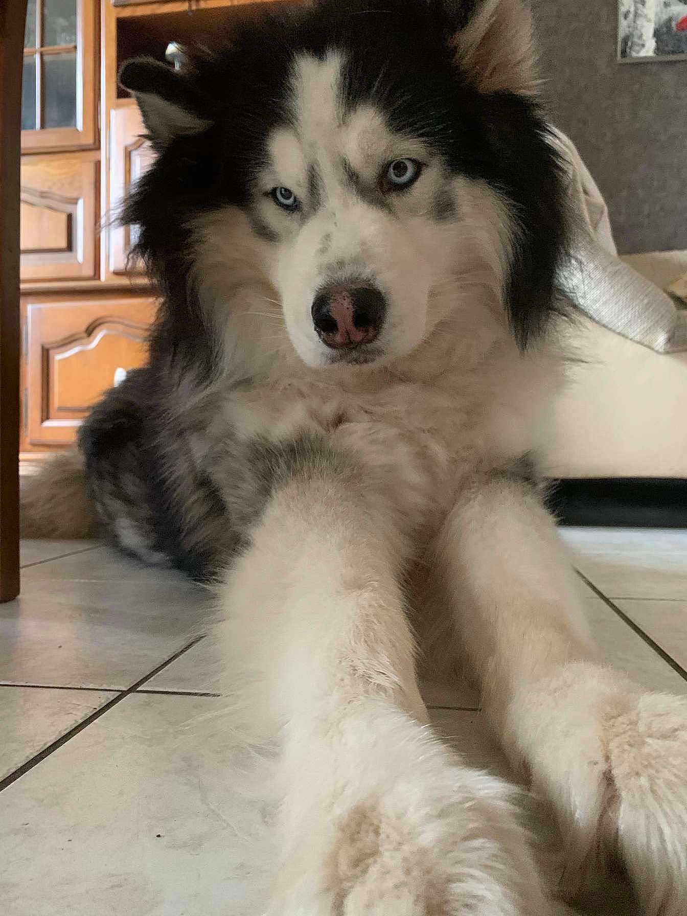Lucky a rejoint le concours — aidez-le/la à gagner de superbes lots ! dog, husky, blue_eyes, fluffy, fur, indoor, floor, tile, paws, furniture, couch, close_up, pet, animal, laying_down, portrait, house, relaxed, canine, long_fur