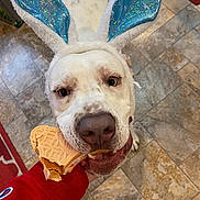 Ruger joined the competition — help win amazing prizes! dog, white_dog, bunny_ears, toy, bite, floor, tile_floor, red_rug, pet, animal, cute, playful, indoor, hand, chewing, ears, closeup, looking_up, portrait, funny_costume