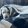 Ruger is registered to the contest to win money with this photo: dog, blanket, cozy, couch, pet, sleepy, indoor, white_dog, checkered_pattern, comfort, resting, warm, fur, animal, relaxed, snuggled, home, furniture, portrait, canine