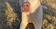 Ruger is registered to the contest to win money with this photo: dog, white_dog, stick, grass, outdoor, sunlight, pet, animal, canine, paw, nose, ears, eyes, portrait, nature, daylight, relaxed, playing, closeup, muzzle