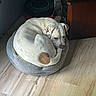 Ruger is registered to the contest to win money with this photo: dog, pet_bed, white_dog, brown_spot, curled_up, indoor, wooden_floor, furniture, relaxed, resting, animal, canine, quiet, cozy, small_bed, home, flooring, calm, domestic, sleepy