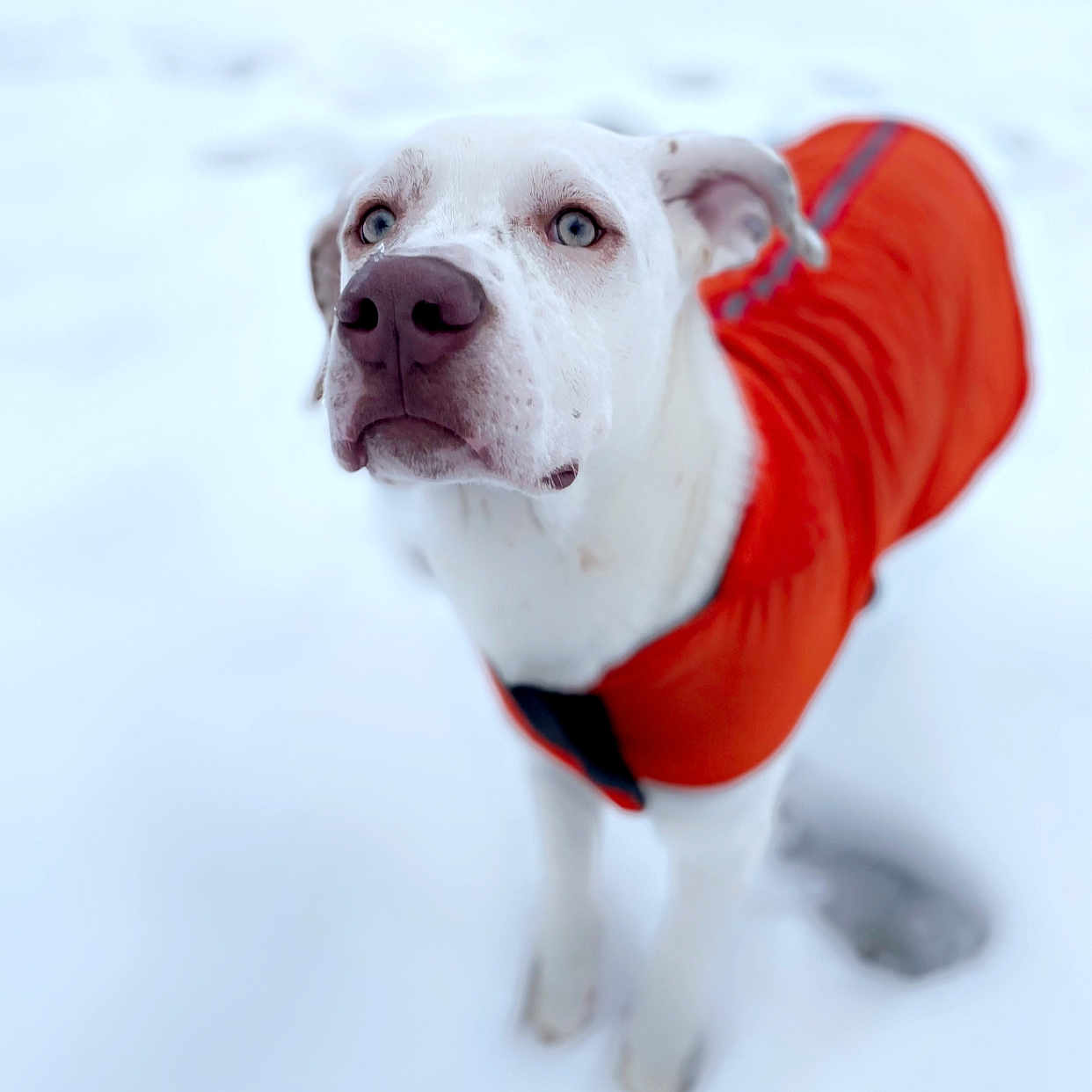 Ruger joined the competition — help win amazing prizes! dog, white_dog, blue_eyes, orange_jacket, snow, winter, outdoor, pet, animal, cold, fur, looking_up, portrait, cute, canine, snowy_background, winter_clothing, standing, curious, nature