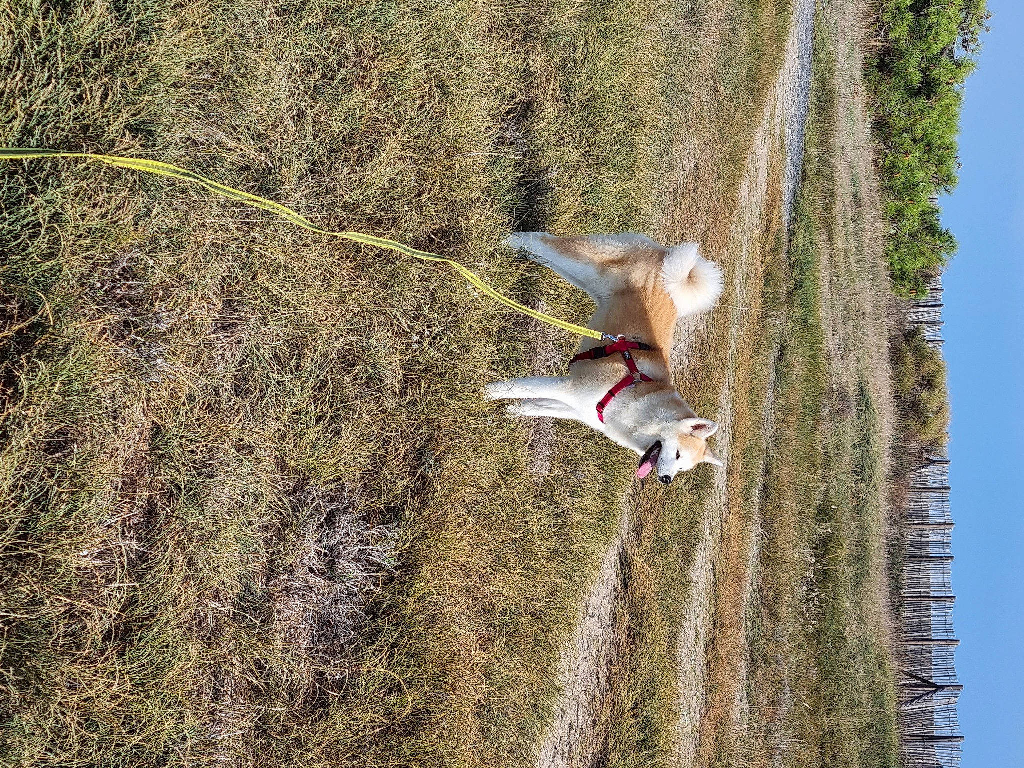 Tanya participe au concours pour gagner de l'argent avec cette photo : adventure, air_sports, dog, ecoregion, extreme_sport, grass, grass_family, landscape, leisure, organism, people_in_nature, plant, recreation, sky, slope, soil, sport_climbing, sporting_group, tree, wood