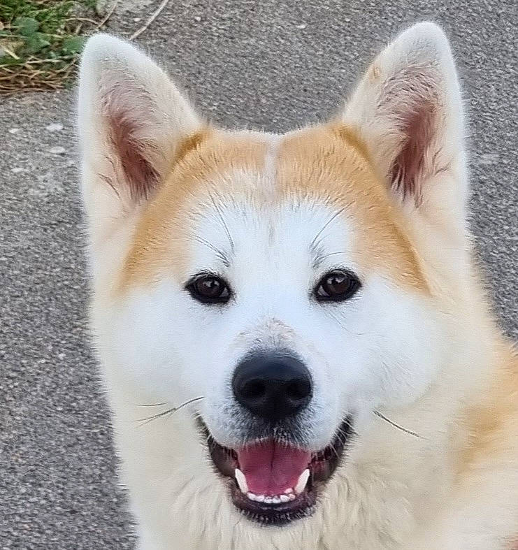 Tanya participe au concours pour gagner de l'argent avec cette photo : ancient_dog_breeds, carnivore, companion_dog, dog, dog_breed, eye, foot, fur, non_sporting_group, plant, snout, terrestrial_animal, whiskers, working_animal