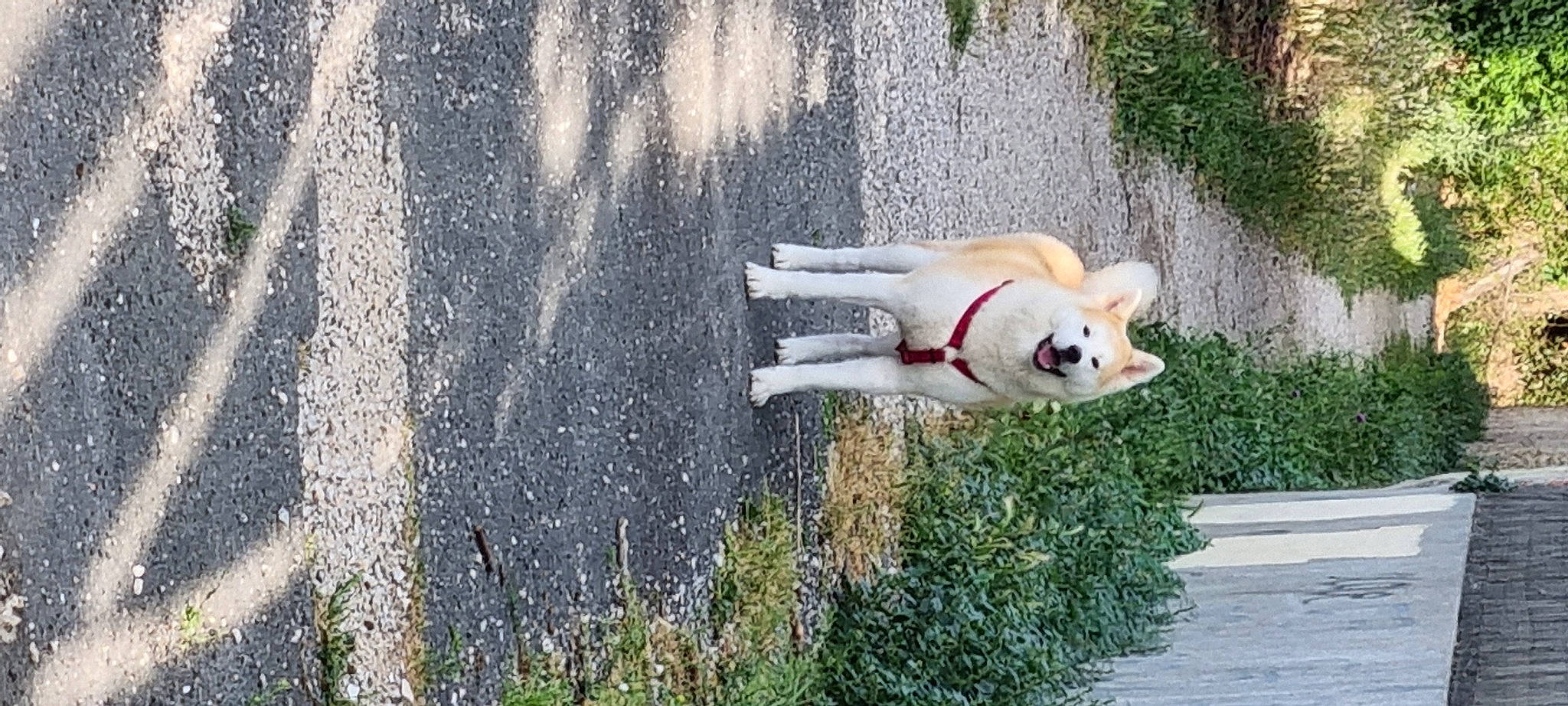 Tanya participe au concours pour gagner de l'argent avec cette photo : canidae, carnivore, companion_dog, dog, dog_breed, fawn, fun, grass, non_sporting_group, plant, sporting_group, tail, water
