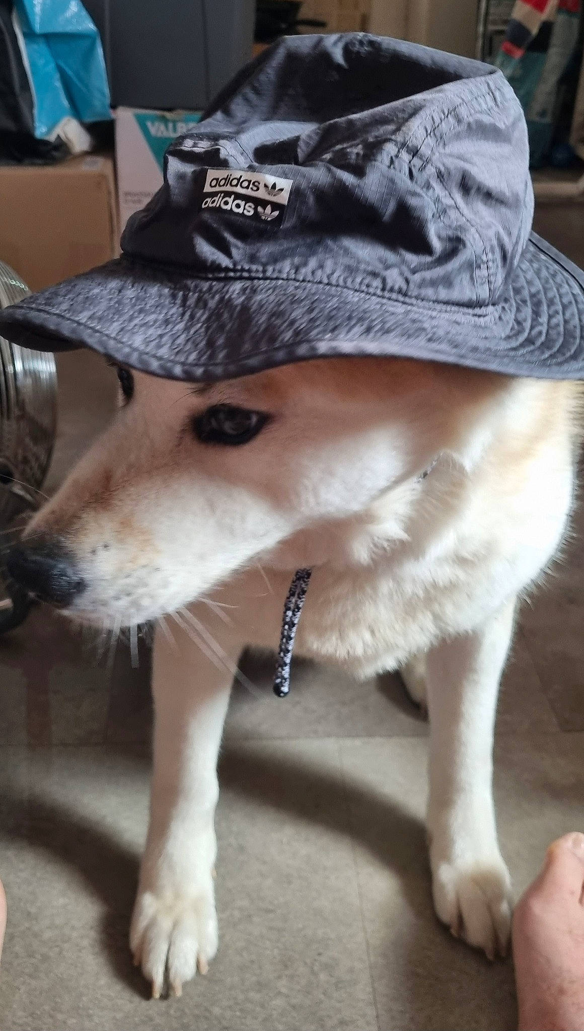 Tanya a rejoint le concours — aidez-le/la à gagner de superbes lots ! canidae, cap, carnivore, collar, companion_dog, dog, dog_breed, dog_collar, fashion_accessory, fawn, fedora, fur, hat, leash, pet_supply, snout, sporting_group, sun_hat, vertebrate, whiskers