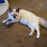 Magic is registered to the contest to win money with this photo: cat, animal, pet, white_cat, lying_down, carpet, indoor, fur, blue_eyes, plastic_object, brush, brown_carpet, relaxed, mammal, whiskers, paw, tail, ears, domestic_cat, floor