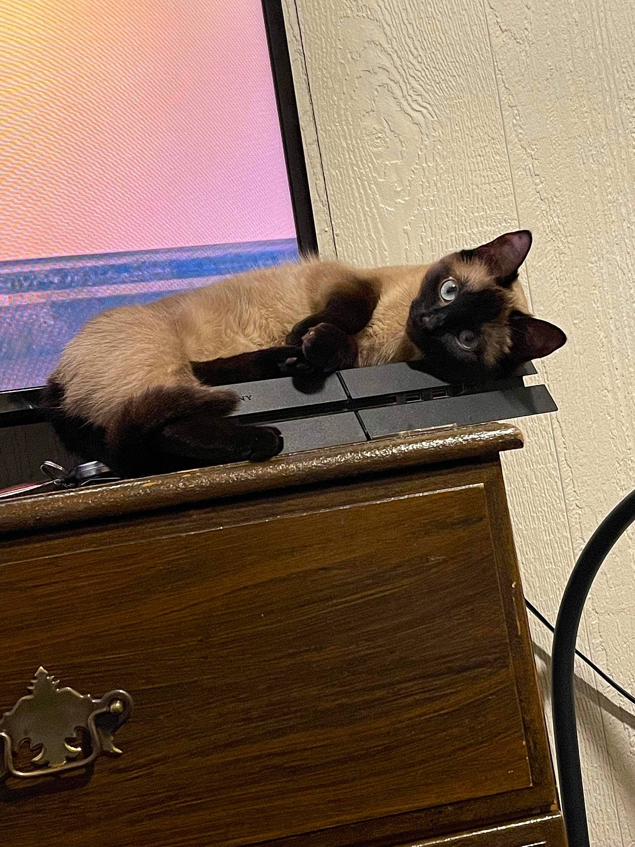 Princess joined the competition — help win amazing prizes! box, brown, carnivore, cat, domestic_short_haired_cat, fawn, felidae, flooring, fur, hardwood, metal, room, siamese, small_to_medium_sized_cats, tail, thai, tints_and_shades, whiskers, window, wood