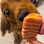 dog, close_up, popsicle, hand, floor, indoor, curious, brown_dog, sniffing, pet, animal, tongue, focus, playful, canine, nail_polish, fingers, treat, cute, attention