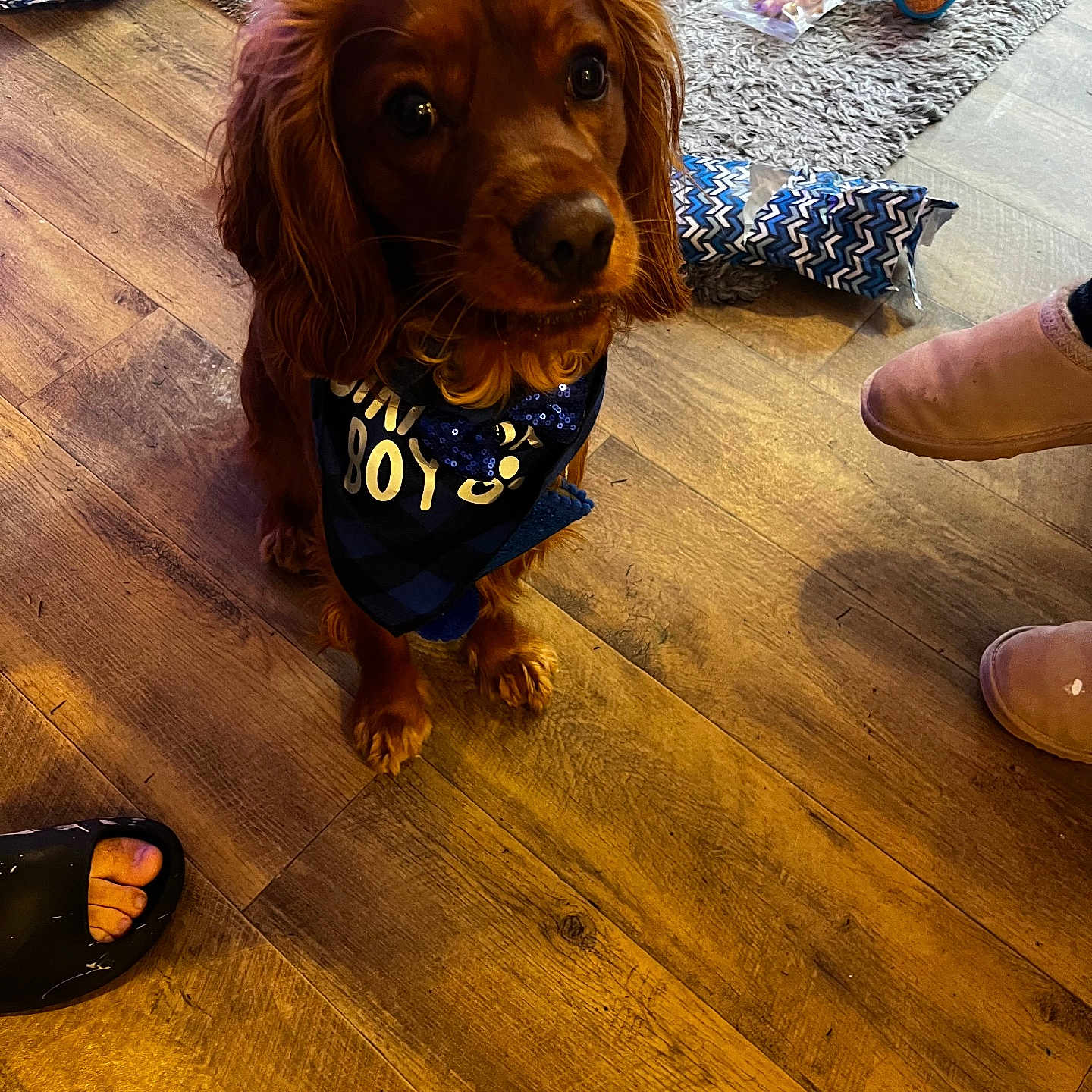 Milo joined the competition — help win amazing prizes! animal, bandana, birthday_boy, brown_dog, celebration, cute, dog, domestic_animal, flooring, home, indoor, looking_up, pet, play_toy, rug, slipper, small_dog, toy, waiting, wooden_floor