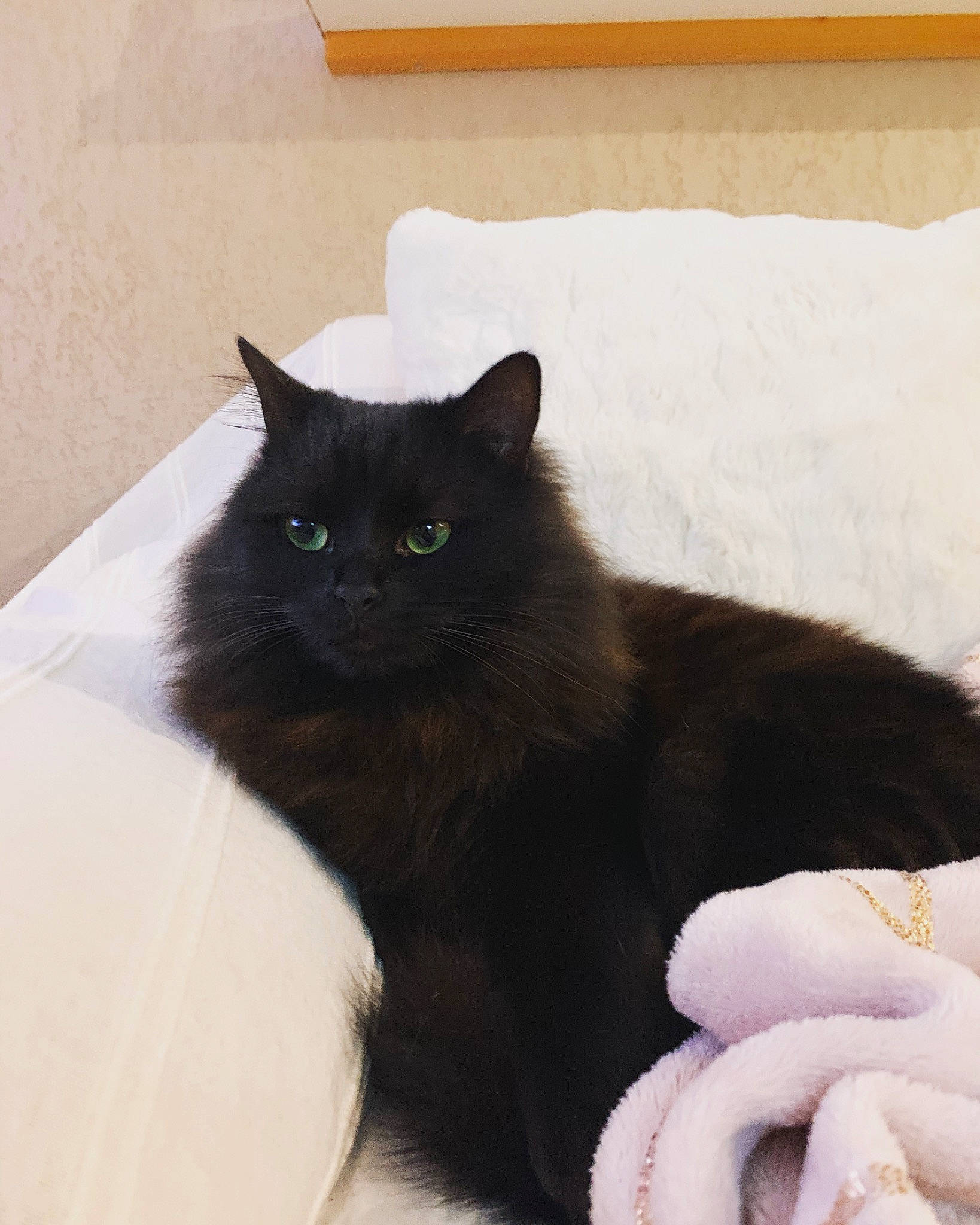 Sade participe au concours pour gagner de l'argent avec cette photo : black_cat, bombay, carnivore, cat, claw, comfort, domestic_short_haired_cat, felidae, fur, grey, paw, sitting, small_to_medium_sized_cats, snout, tail, terrestrial_animal, whiskers, window