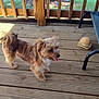Jupiter is registered to the contest to win money with this photo: dog, small_dog, puppy, wooden_deck, porch, toy, plush_toy, hamburger_toy, tongue_out, happy, pet, outdoor, sunny, wooden_railings, blanket, chair_leg, grass, tree, fence, daylight