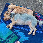 Jupiter joined the competition — help win amazing prizes! dog, sleeping, blanket, outdoor, pavement, barefoot, foot, two_animals, resting, small_dog, fur, pet, companion, relaxation, sunlight, shadow, colorful, patterned, texture, casual