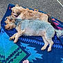 dog, sleeping, blanket, outdoor, pavement, barefoot, foot, two_animals, resting, small_dog, fur, pet, companion, relaxation, sunlight, shadow, colorful, patterned, texture, casual