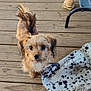 dog, wooden_deck, blanket, toy, plush, sock, footwear, pet, fur, brown, black, white, outdoor, daylight, curious, looking_up, small_dog, companion, home, relaxation