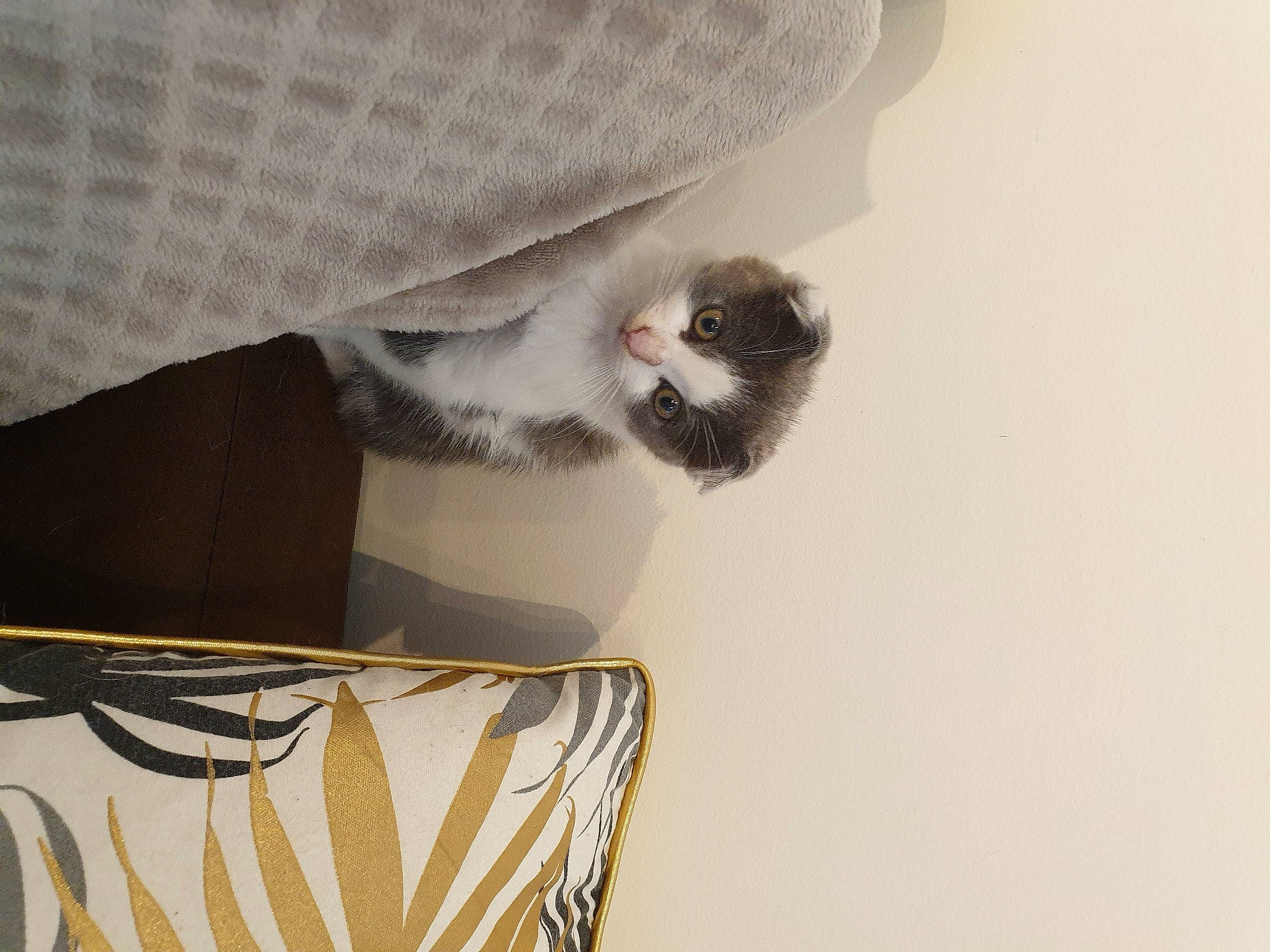 Saba a rejoint le concours — aidez-le/la à gagner de superbes lots ! audio_equipment, carnivore, cat, comfort, couch, dress, dress_shirt, eyewear, fashion_accessory, fawn, felidae, fur, grey, linens, sleeve, small_to_medium_sized_cats, snout, tail, tie, whiskers