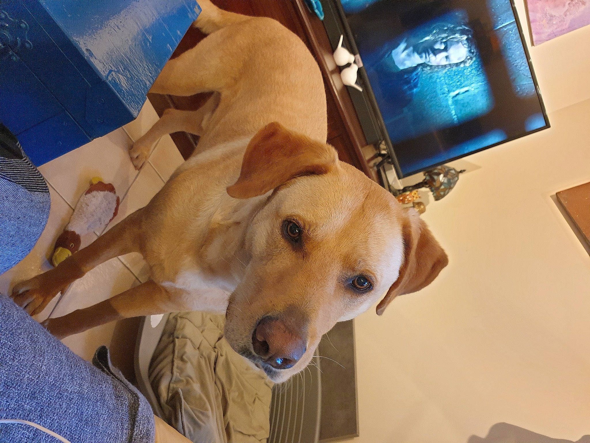 Osko a rejoint le concours — aidez-le/la à gagner de superbes lots ! box, canidae, carnivore, clock, comfort, communication_device, companion_dog, dog, dog_breed, dog_supply, eyewear, fawn, fur, gadget, personal_protective_equipment, selfie, snout, sporting_group, whiskers, working_animal