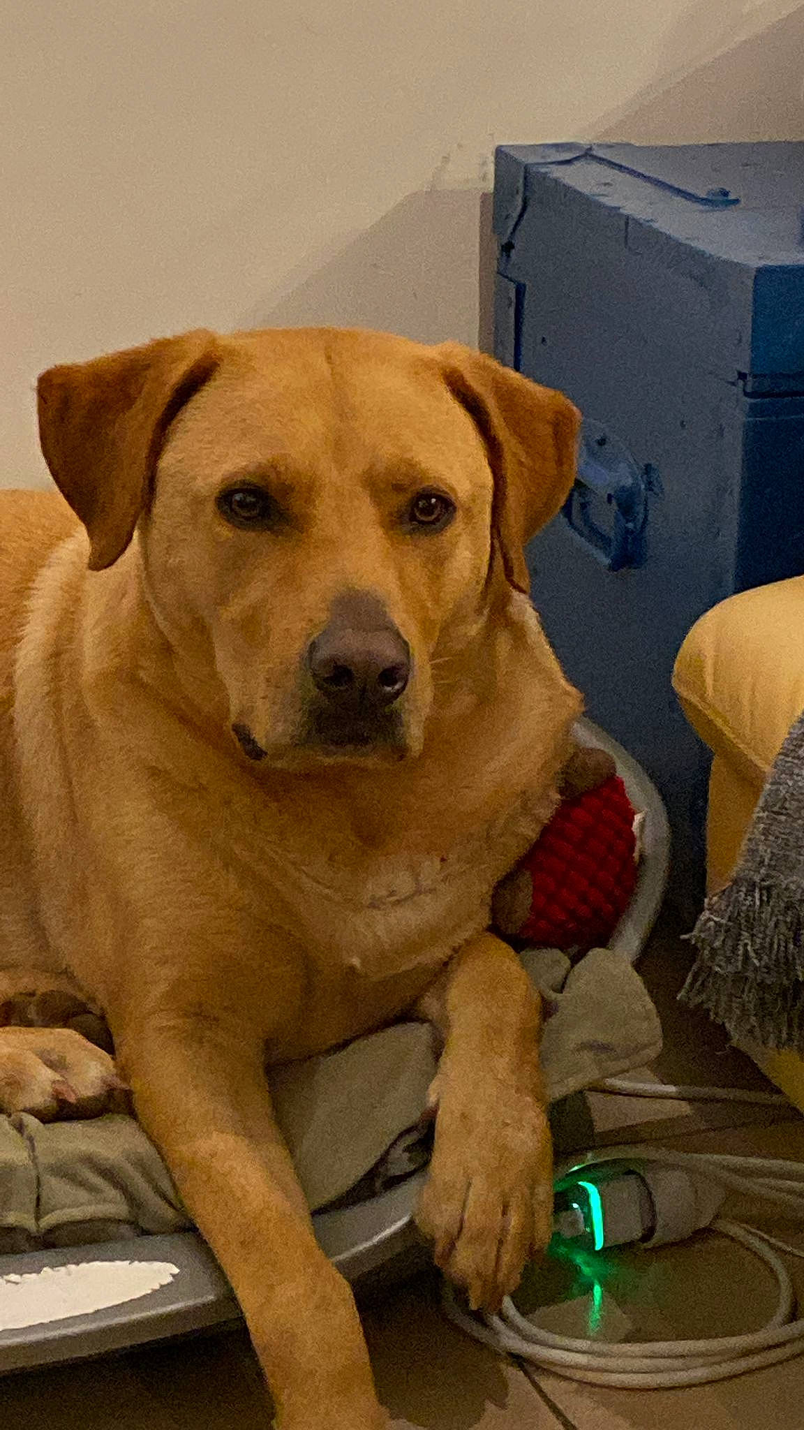 Osko a rejoint le concours — aidez-le/la à gagner de superbes lots ! canidae, carnivore, collar, companion_dog, dog, dog_breed, dog_collar, eye, fawn, fur, hunting_dog, snout, sporting_group, whiskers, working_animal, working_dog