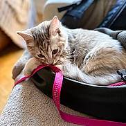 Abygail participe au concours pour gagner de l'argent avec cette photo : animal, black_object, blanket, cat, close_up, cozy, curled_up, cute, domestic, feline, fur, indoor, pet, pink_strap, playful, relaxed, resting, silver_tabby, soft_texture, whiskers