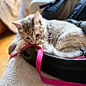 animal, black_object, blanket, cat, close_up, cozy, curled_up, cute, domestic, feline, fur, indoor, pet, pink_strap, playful, relaxed, resting, silver_tabby, soft_texture, whiskers