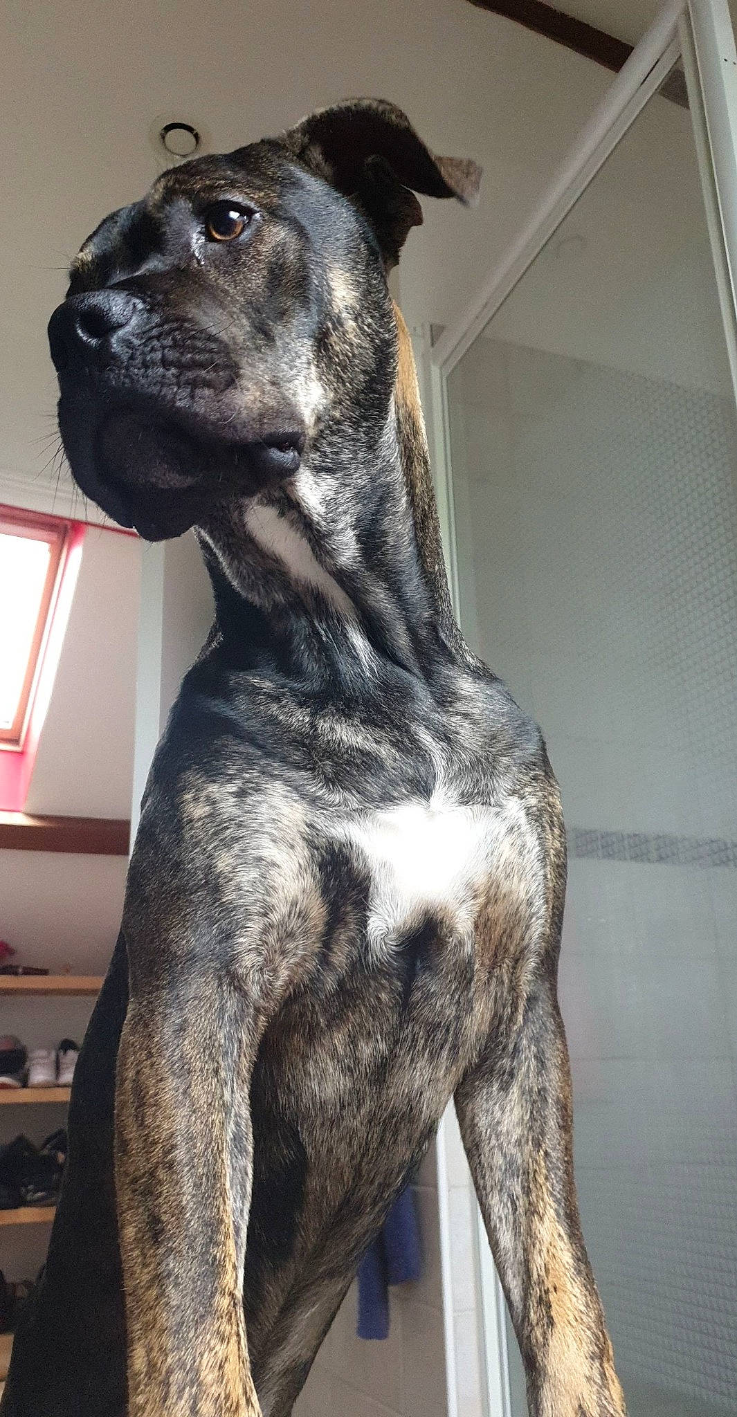 Lebron a rejoint le concours — aidez-le/la à gagner de superbes lots ! alano_espanol, alaunt, ancient_dog_breeds, bandog, bully_kutta, cane_corso, canidae, carnivore, cimarron_uruguayo, dog, dog_breed, great_dane, guard_dog, mammal, molosser, non_sporting_group, perro_de_presa_canario, snout, sporting_group, vertebrate