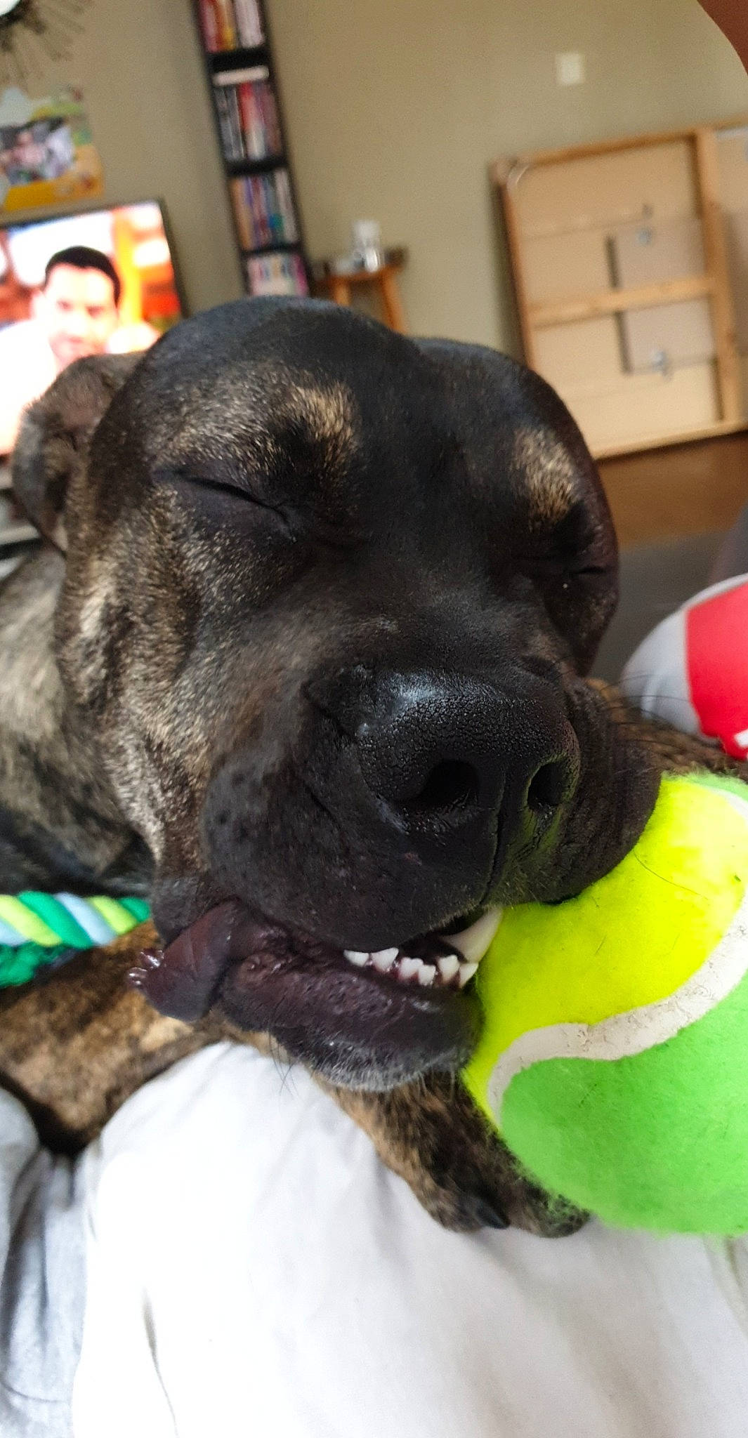 Lebron a rejoint le concours — aidez-le/la à gagner de superbes lots ! american_pit_bull_terrier, bandog, bullmastiff, cane_corso, canidae, carnivore, collar, dog, dog_breed, dog_collar, fawn, mammal, non_sporting_group, puppy, snout, sporting_group, staffordshire_bull_terrier