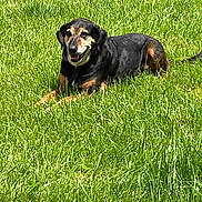 Sadie is registered to the contest to win money with this photo: dog, grass, outdoor, sunlight, animal, pet, canine, nature, relaxing, smiling, black_and_tan, muzzle, ears, lying_down, happy, daylight, leisure, friendly, tongue, collar