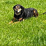 dog, grass, outdoor, sunlight, animal, pet, canine, nature, relaxing, smiling, black_and_tan, muzzle, ears, lying_down, happy, daylight, leisure, friendly, tongue, collar