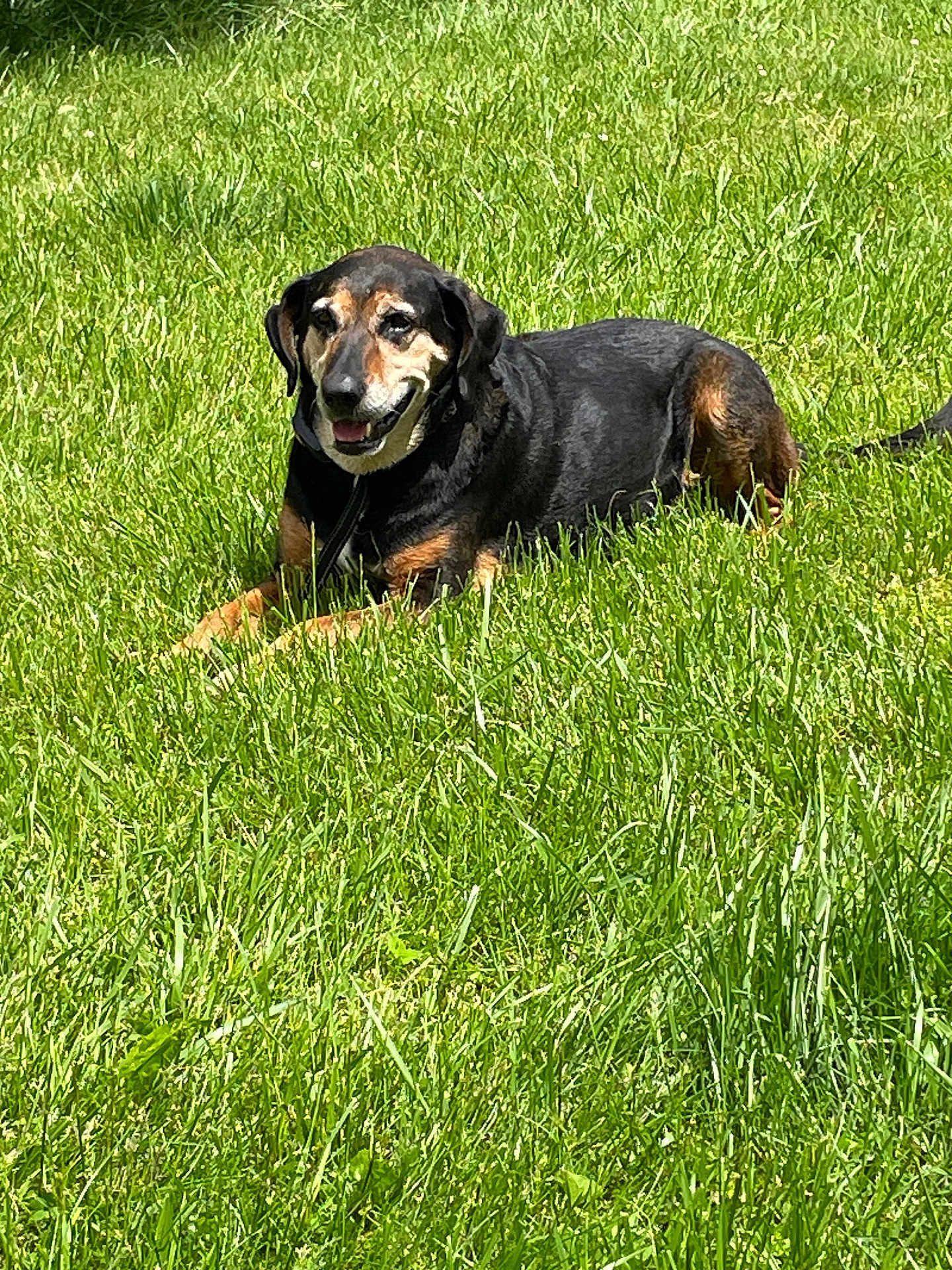 Sadie is registered to the contest to win money with this photo: dog, grass, outdoor, sunlight, animal, pet, canine, nature, relaxing, smiling, black_and_tan, muzzle, ears, lying_down, happy, daylight, leisure, friendly, tongue, collar