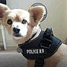 animal, canine, carpet, clothing, collar, cute, dog, domestic_animal, ears, face, fan, fur, indoor, pet, police_k9, room, security, service_animal, small_dog, vest