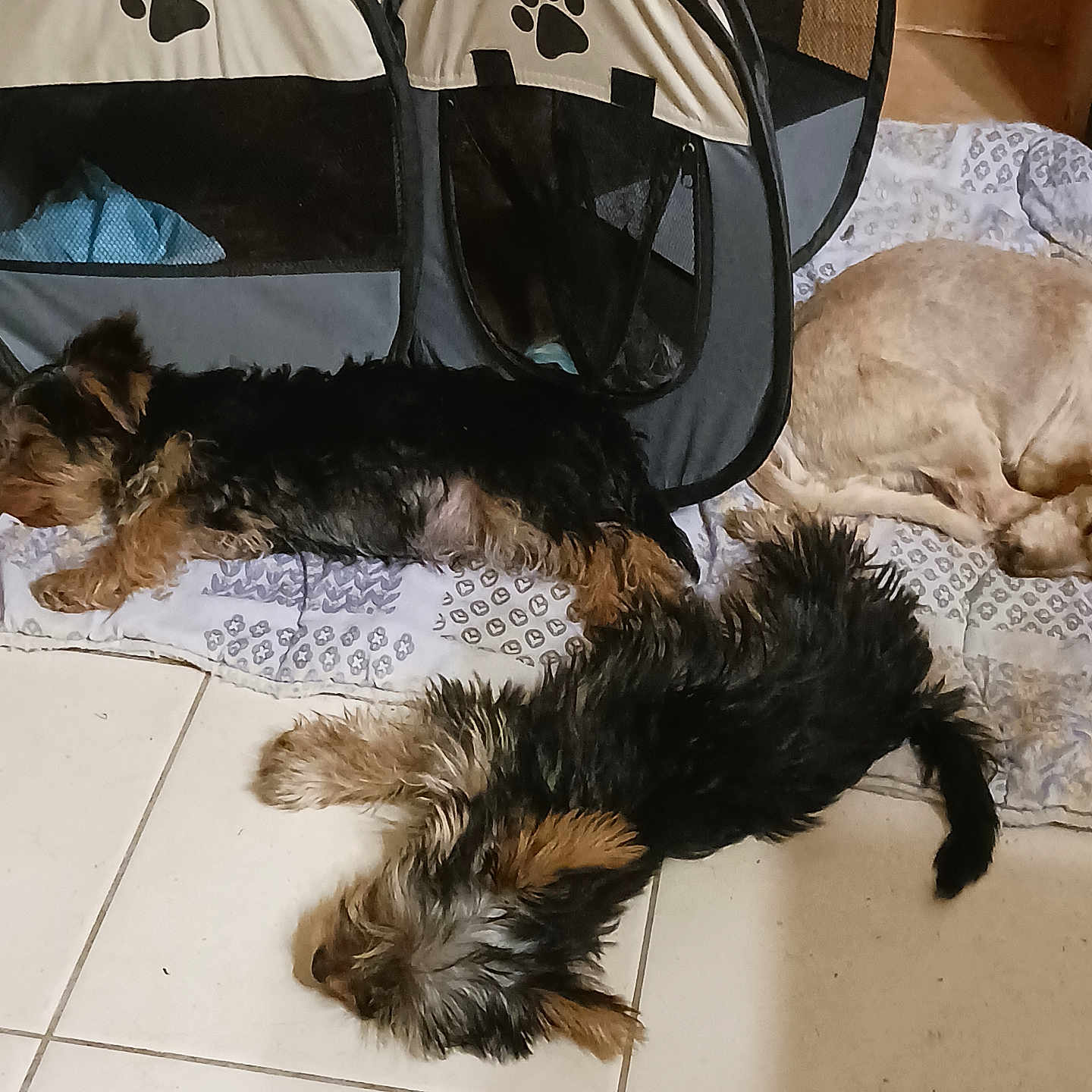 Venus participe au concours pour gagner de l'argent avec cette photo : animal, ball, bed, canine, couch, dog, football, furniture, hound, person, pet, puppy, racket, sleeping, soccer, soccerball, sport, tennis, tennisracket, terrier