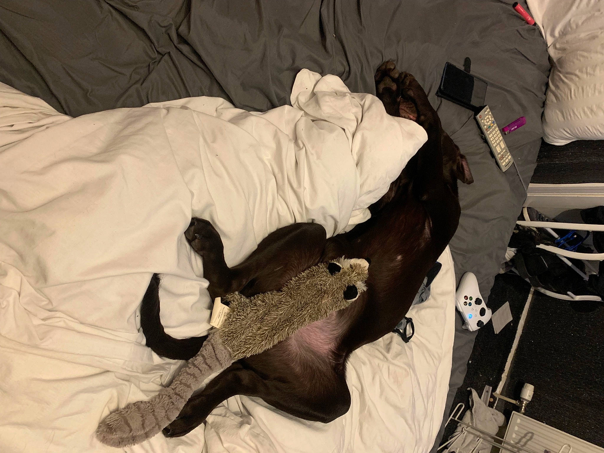 Stitch is registered to the contest to win money with this photo: carmine, comfort, event, linens, pattern, room, sleeve