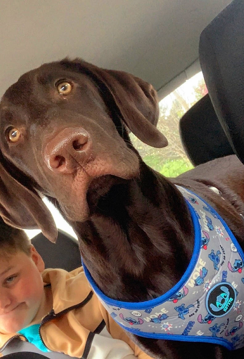 Stitch joined the competition — help win amazing prizes! borador, canidae, carnivore, collar, companion_dog, dog, dog_breed, dog_collar, fawn, gun_dog, head_restraint, jaw, liver, personal_protective_equipment, pet_supply, snout, sporting_group, terrestrial_animal, whiskers, working_animal