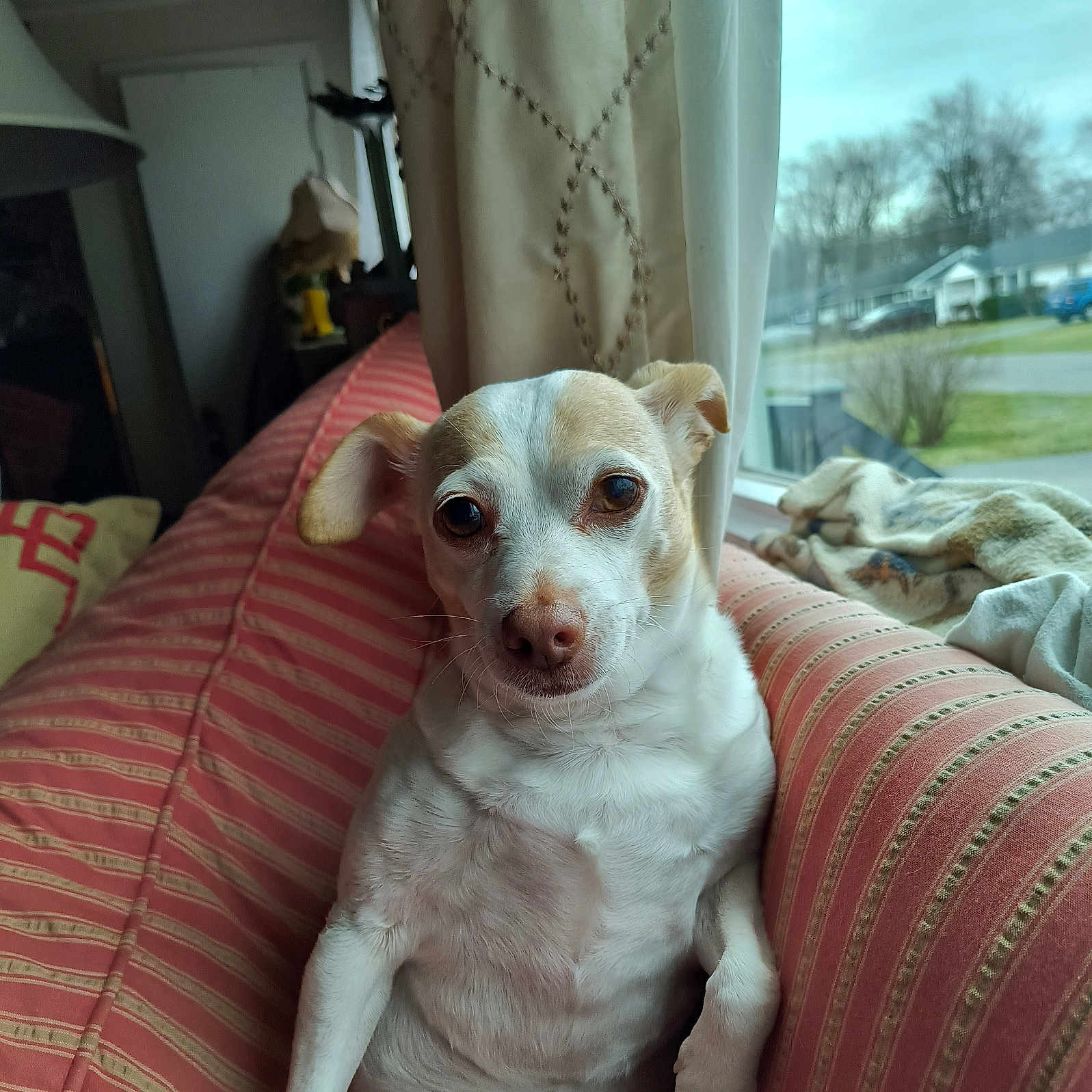 Max is registered to the contest to win money with this photo: dog, small_dog, couch, striped_couch, window, curtain, indoor, pet, relaxed, looking_at_camera, suburban, daylight, house, blanket, fur, ears, nose, eyes, animal, home