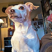 Max is registered to the contest to win money with this photo: dog, indoors, pet, white_fur, living_room, lamp, furniture, refrigerator, photographs, portrait, curious, warm_light, cozy, household, animal, domestic, whiskers, ears, closeup, seated
