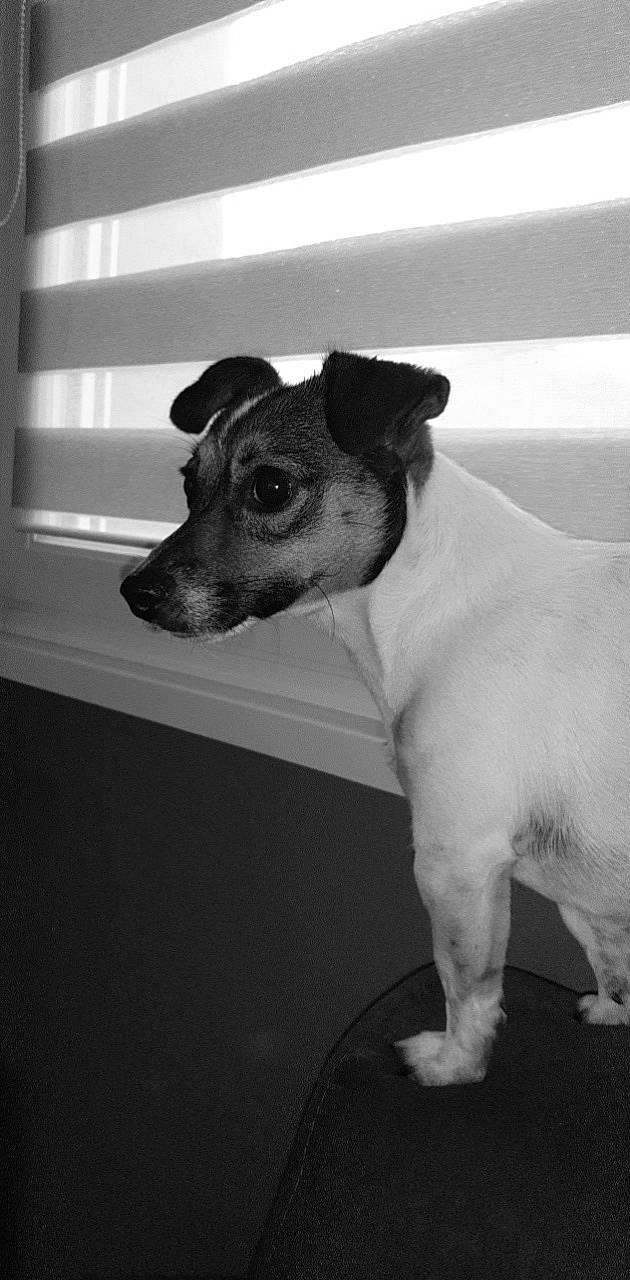 Roxy participe au concours pour gagner de l'argent avec cette photo : canidae, carnivore, collar, companion_dog, dog, dog_breed, dog_collar, fawn, fur, monochrome, monochrome_photography, non_sporting_group, pet_supply, snout, sporting_group, still_life_photography, terrestrial_animal, toy_dog, whiskers, working_animal