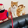 animal, black_leather, cat, couch, cute, domestic, fur, furniture, giraffe, indoor, kitten, leash, parrot, pet, sitting, small, stuffed_animal, toy, white_wall, young