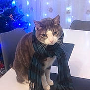 Nougat participe au concours pour gagner de l'argent avec cette photo : animal, blue, cat, chair, christmas_tree, cozy, curtain, cute, decor, domestic, fairy_lights, furniture, holiday, indoor, pet, portrait, scarf, sitting, table, white