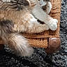 cat, feline, pet, fluffy, fur, animal, resting, chair, woven_chair, carpet, indoor, cozy, relaxed, cute, domestic, paw, whiskers, sleepy, portrait, home