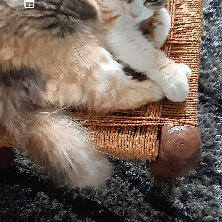 Noisette a rejoint le concours — aidez-le/la à gagner de superbes lots ! cat, feline, pet, fluffy, fur, animal, resting, chair, woven_chair, carpet, indoor, cozy, relaxed, cute, domestic, paw, whiskers, sleepy, portrait, home
