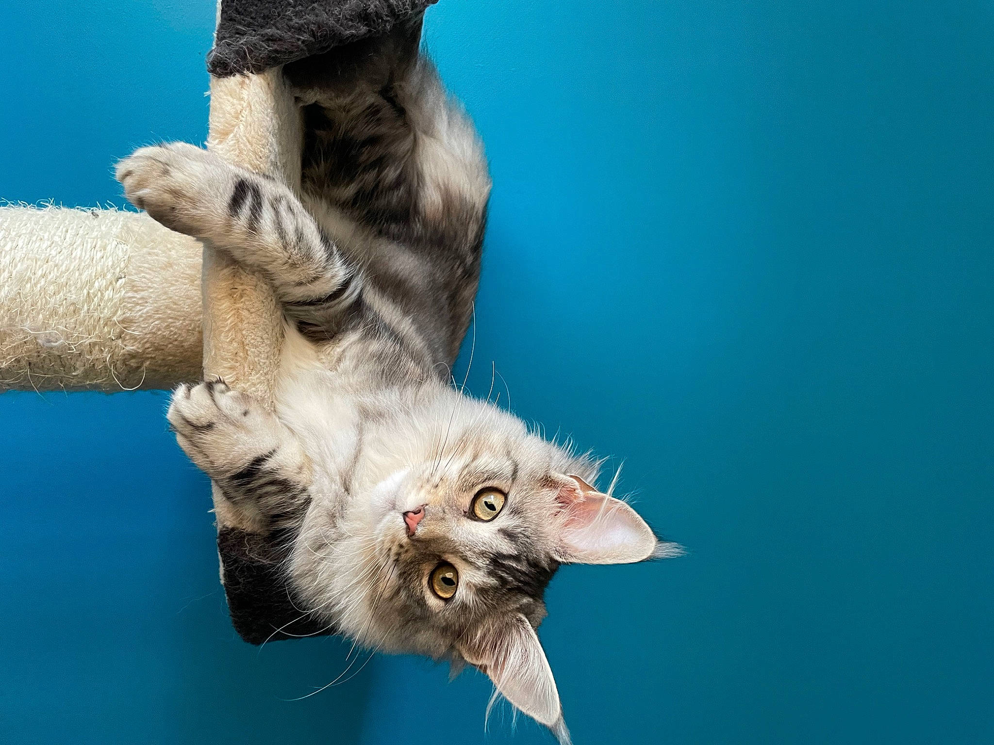 Mimine a rejoint le concours — aidez-le/la à gagner de superbes lots ! carnivore, cat, claw, domestic_short_haired_cat, fawn, felidae, fur, gesture, macro_photography, organism, palm_tree, paw, plant, small_to_medium_sized_cats, snout, tail, tree, water, whiskers, wildlife