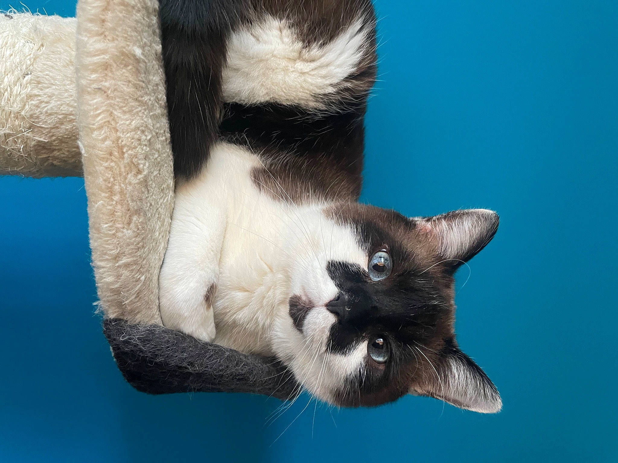 Buzz a rejoint le concours — aidez-le/la à gagner de superbes lots ! carnivore, cat, claw, close_up, dog_breed, domestic_short_haired_cat, eye, felidae, foot, fur, human_leg, leg, paw, siamese, small_to_medium_sized_cats, snout, tail, terrestrial_animal, whiskers, wildlife