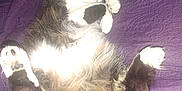 Gaia is registered to the contest to win money with this photo: animal, bed, cat, collar, cozy, cute, domestic_animal, feline, fluffy, fur, indoor, nap, paws, pet, purple_quilt, relaxed, resting, sleeping, soft, whiskers