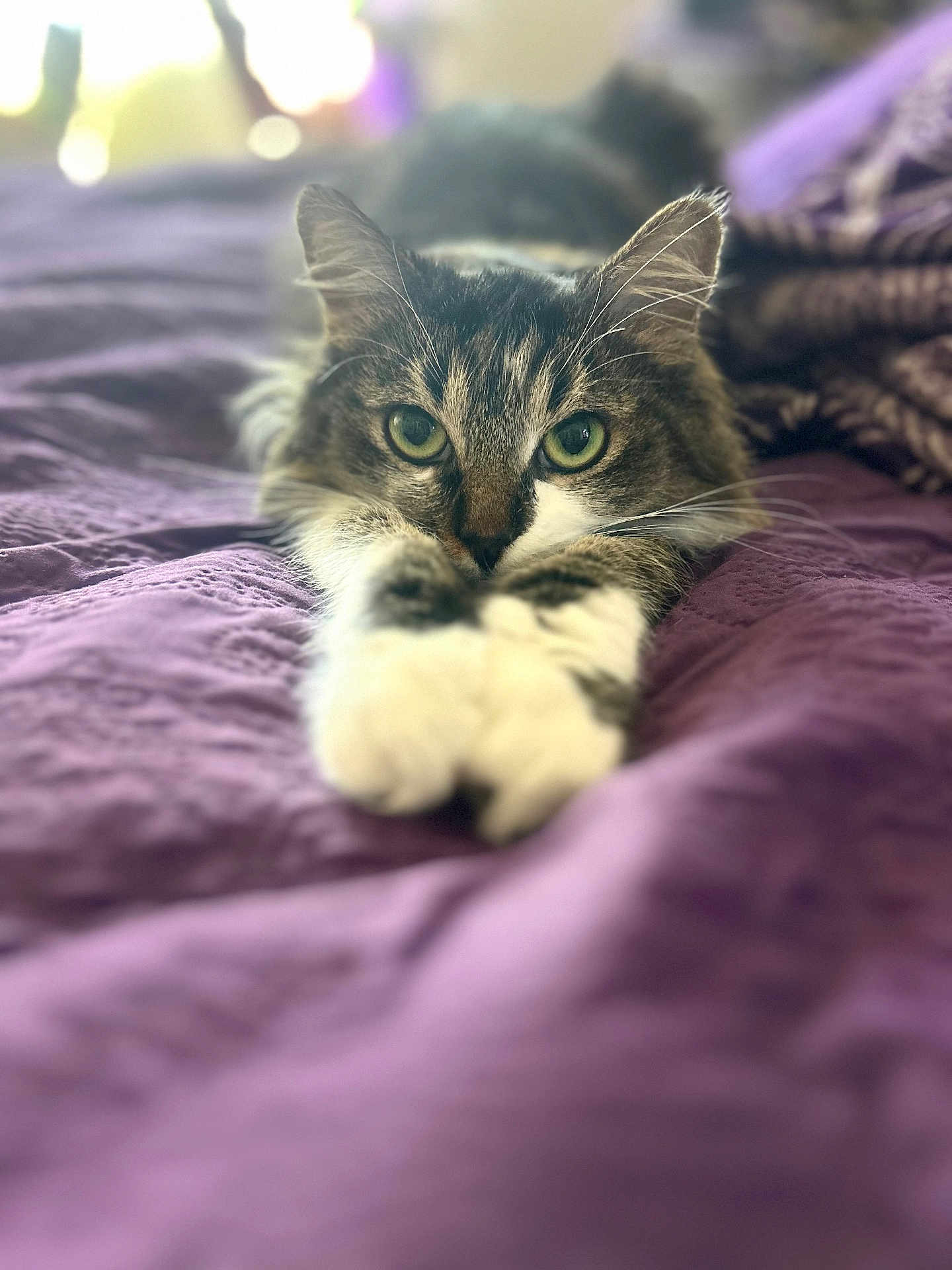 Gaia joined the competition — help win amazing prizes! animal, bed, cat, close_up, cozy, cute, feline, fluffy, fur, green_eyes, indoor, paws, pet, purple_blanket, relaxed, resting, soft_focus, stretched, tabby_cat, whiskers